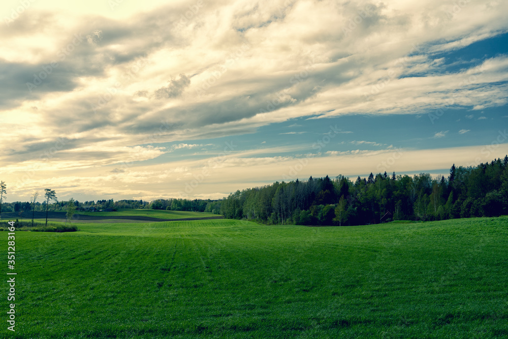Green shoots of plants under a blue sky. The shadows from the clouds are stained in the field. Forest blooms on the horizon. Latvia Green shoots of plants under a blue sky. The shadows from the clouds are stained in the field. Forest blooms on the horizon. Latvia