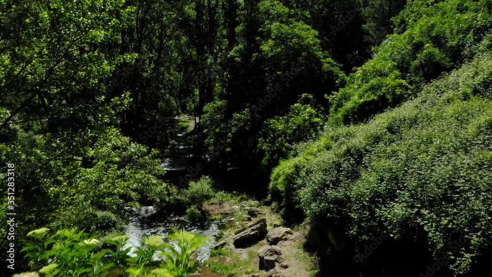 aerial view landscape poplars river in bloom spring