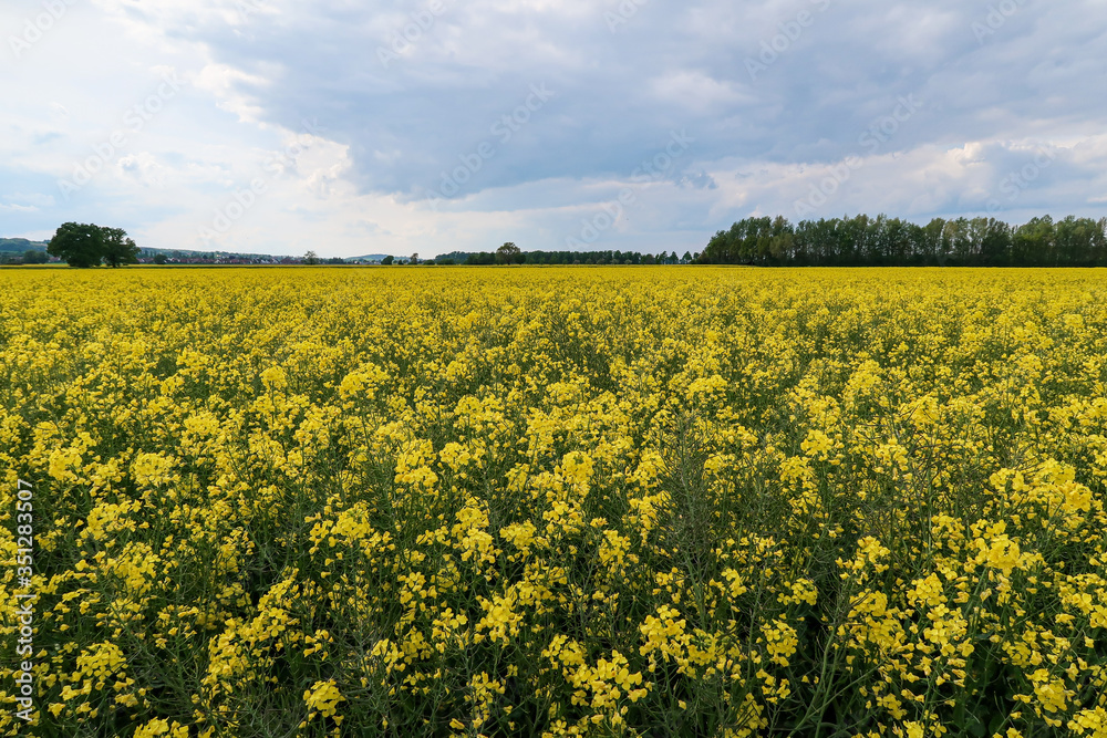 field of rape field of rape