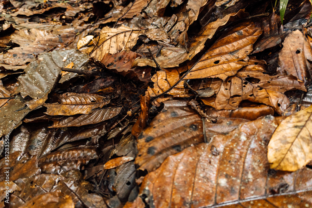 Wet autumn leaves fallen from the trees. Wet autumn leaves fallen from the trees.