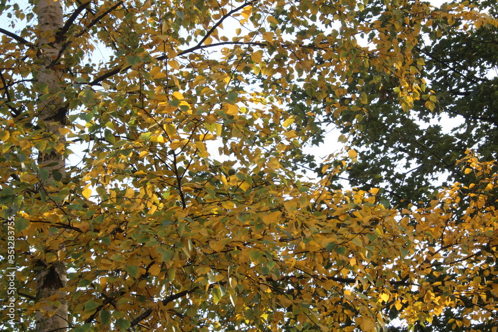 View through the treetop canopy and the branches of the trees with the sun's rays steaming through. View through the treetop canopy and the branches of the trees with the sun's rays steaming through.