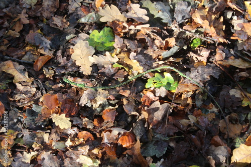 Leaves decomposing on forest floor in British woodland In Yorkshire UK