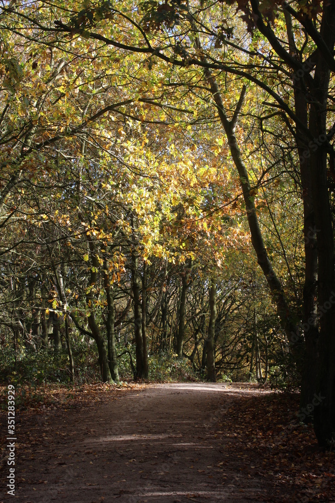 British woodlands in autumn with dappled sunlight coming through the forest canopy with woodland walk running through it. Selby North Yorkshire,UK