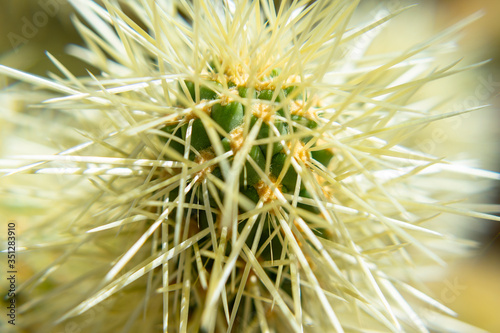 macro cholla cactus in the california desert