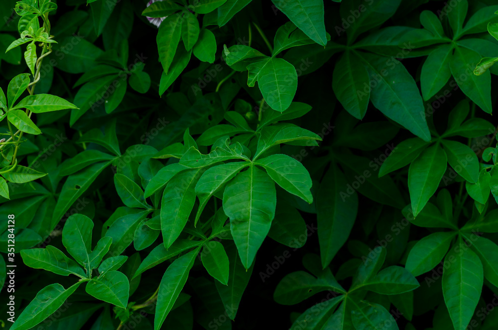 Green plant in garden and blur background, flash condition Green plant in garden and blur background, flash condition