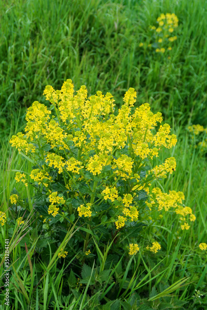 Obraz premium dandelions in the grass