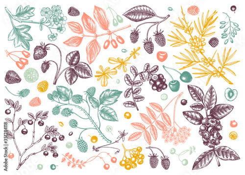 Hand drawn summer berries in color collection. Wild berries and flowers isolated on white background. Ink hand drawing. Vintage forest or orchard plants sketches. Summer berries outline. Healthy food 