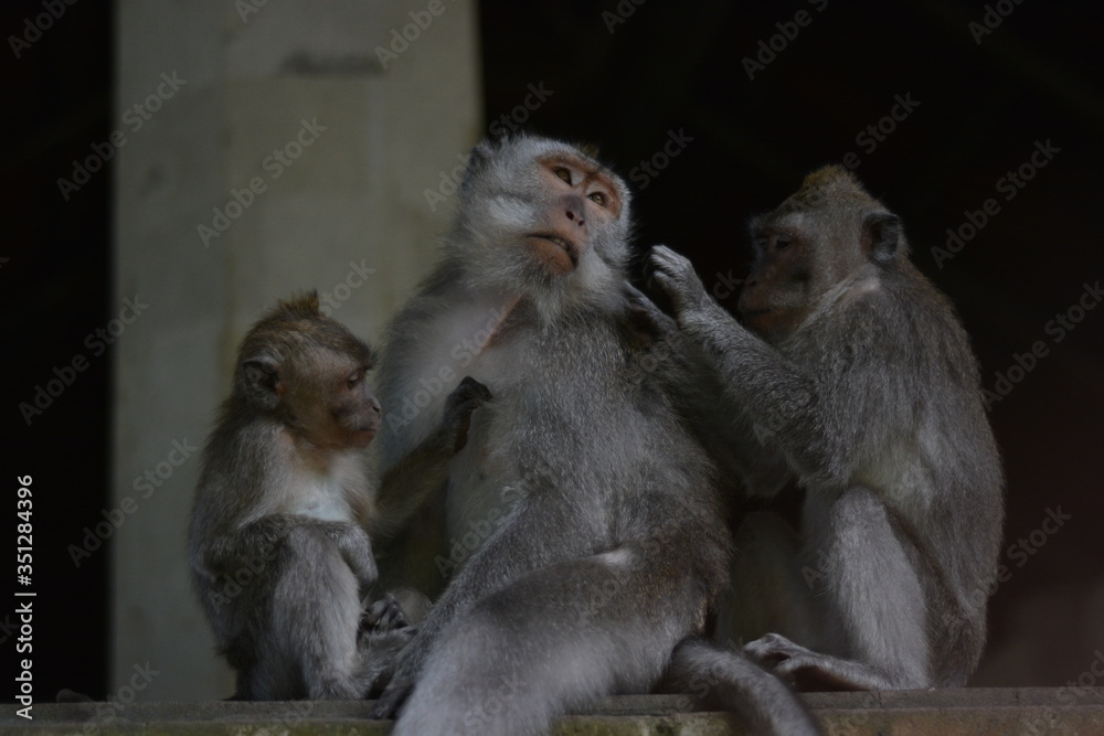 Naklejka premium Monkey in the forest Bali