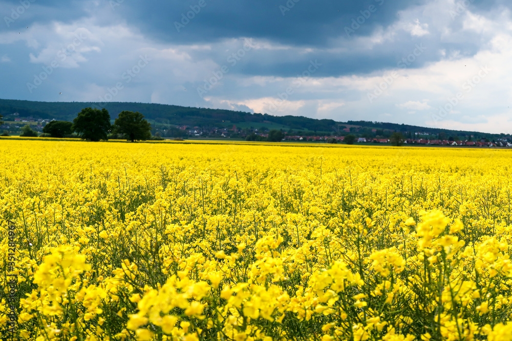 Obraz premium field of rape