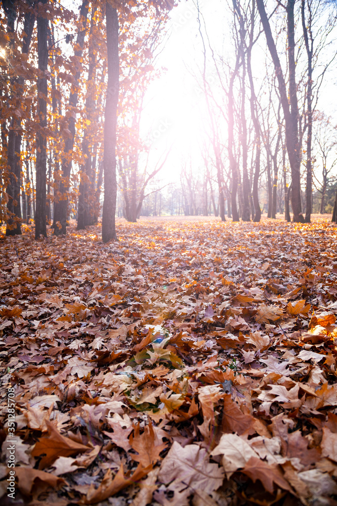 eautiful fall landscape.