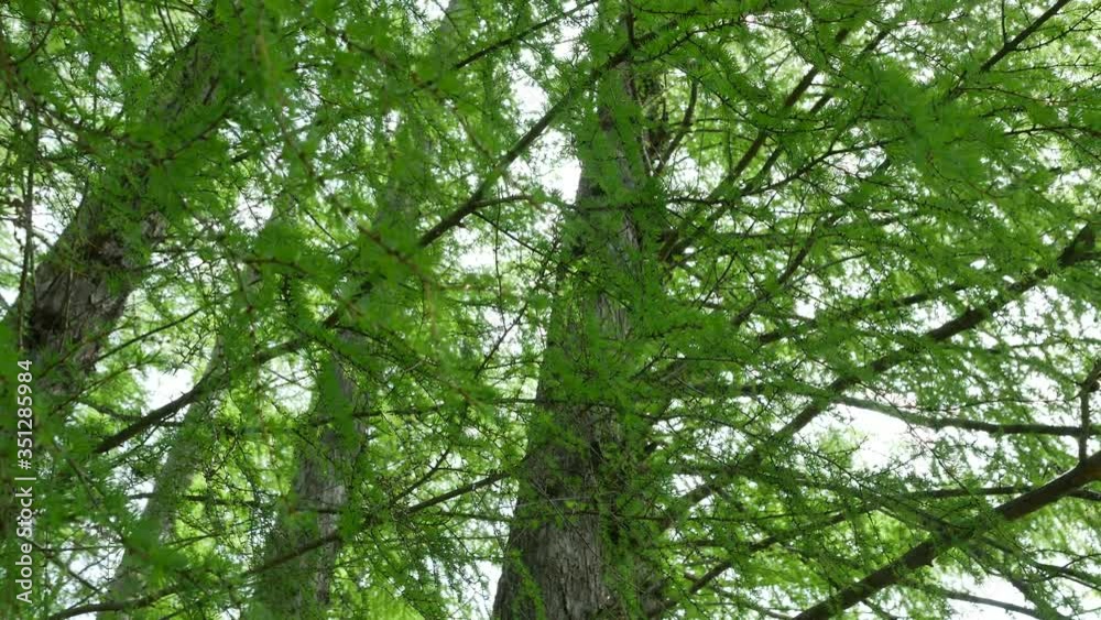 カラマツの森 カラマツの森