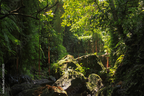 Fototapeta Naklejka Na Ścianę i Meble -  Dense equatorial vegetation tropical rainforest