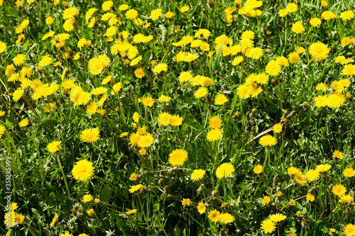 yellow dandelions on green grass