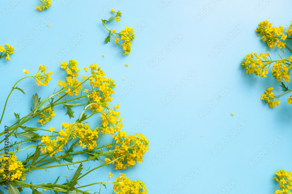 Background with flowering branches canola on blue. Copy space text. Background with flowering branches canola on blue. Copy space text.