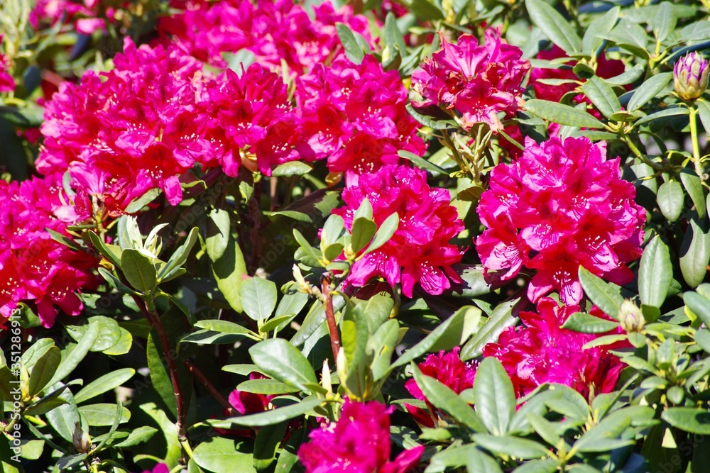 Rododendron rot Rododendron rot