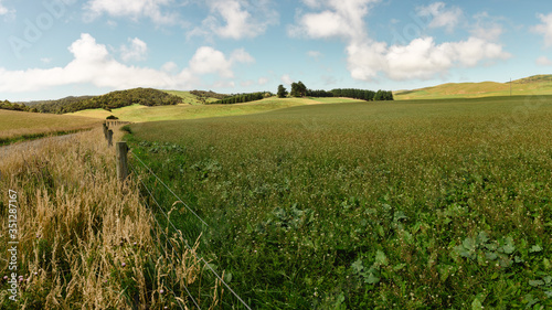 A Green field in New Zealand. 