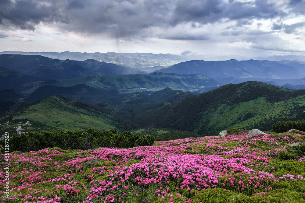 Beautiful summer scenery. Majestic photo of mountain landscape with beautiful dramatic sky. The rhododendron flowers grow at the rocks. Save Earth. Concept of nature rebirth.