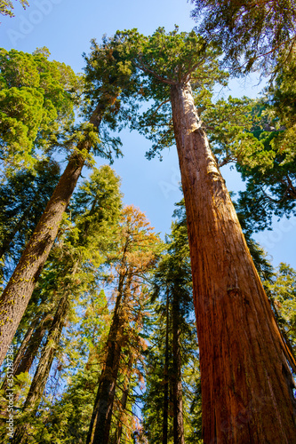 qiant sequoia trees in the forest photo