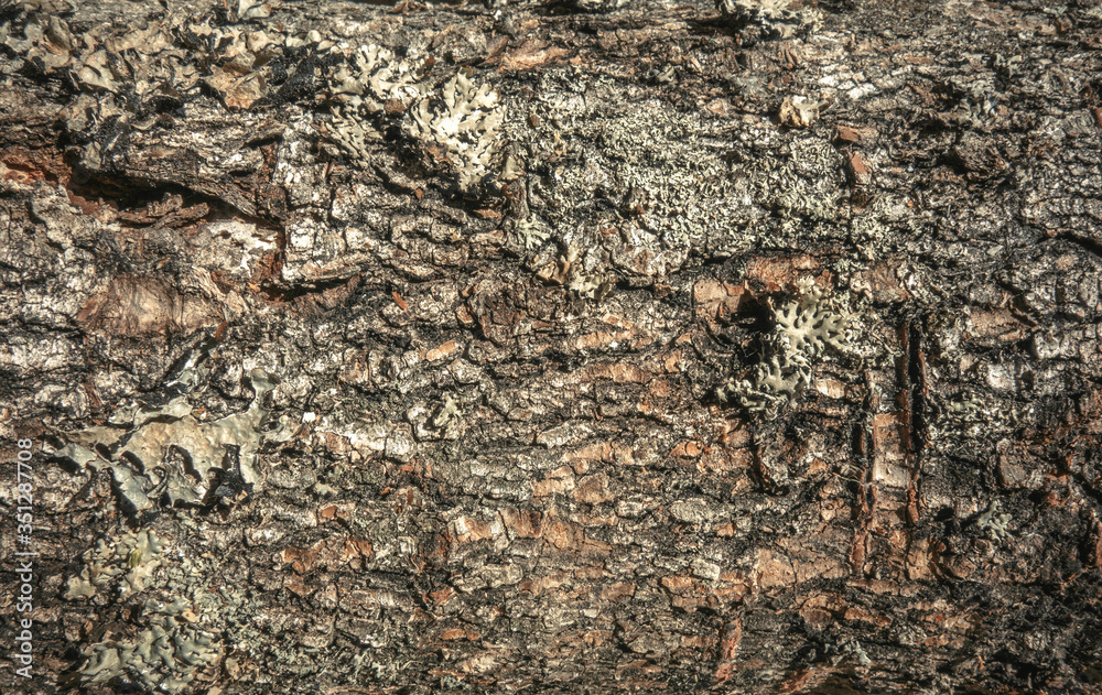 Texture of tree bark on a Christmas tree Texture of tree bark on a Christmas tree