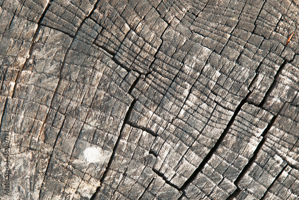 Fototapeta premium Close up old beautiful rich wood texture background with cracks for design and text. Horizontal image.