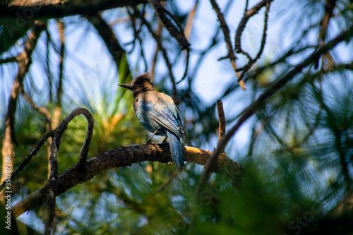 bird on a branch