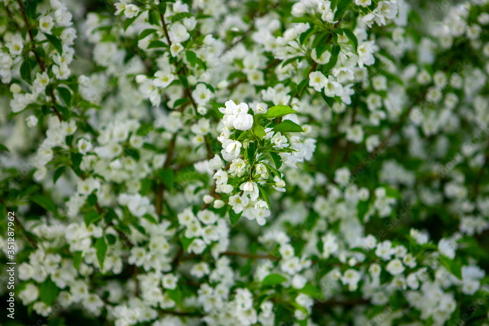 Blooming Apple tree in spring. Apple orchard. white flower apple