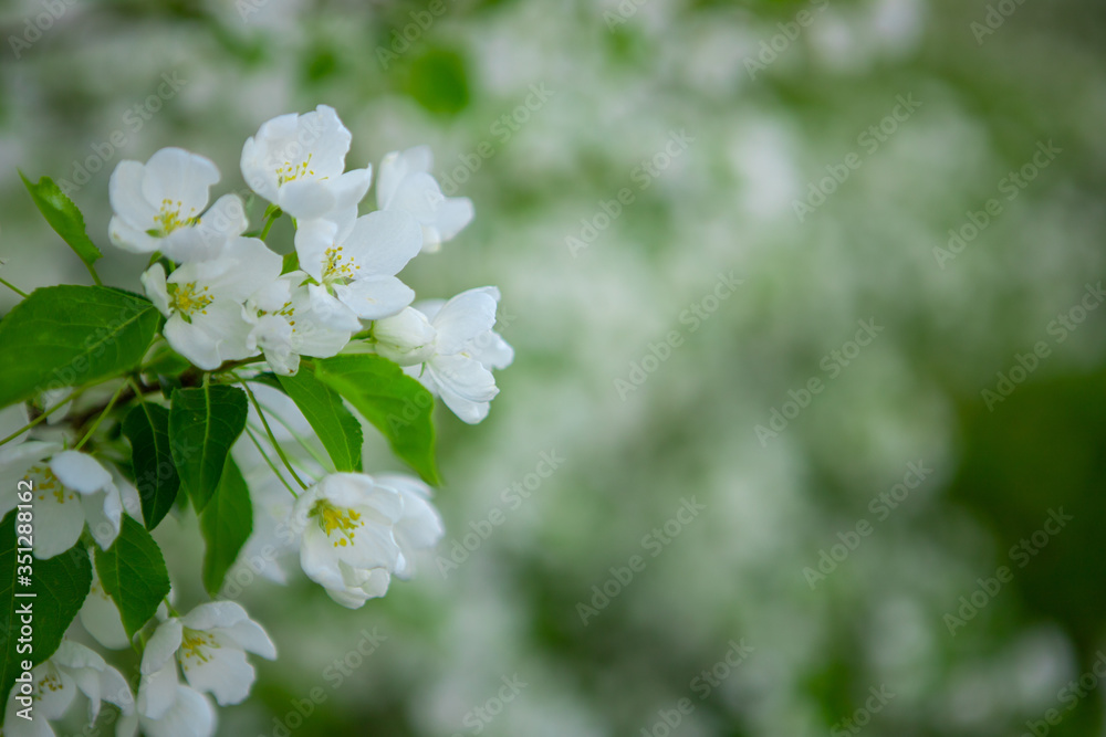 Apple branches on a background of green trees with space for text. Blooming Apple tree in the garden. Copy space. Apple branches on a background of green trees with space for text. Blooming Apple tree in the garden. Copy space.