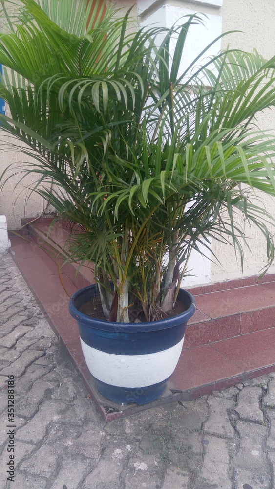 Fototapeta premium plant in a pot