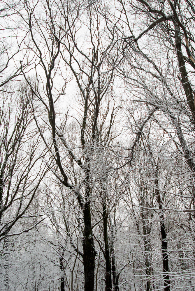 Trees on a background of snowy forest and sky. Winter landscape.