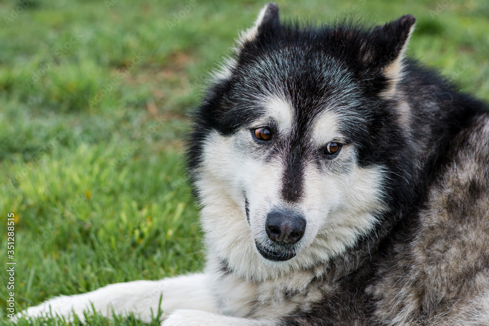 Head shot of a Friendly Malamute Husky Laying in the Grass