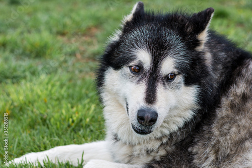 Head shot of a Friendly Malamute Husky Laying in the Grass