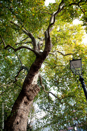 view of tall London Plane tree looking up into leaf canopy in the Autumn
