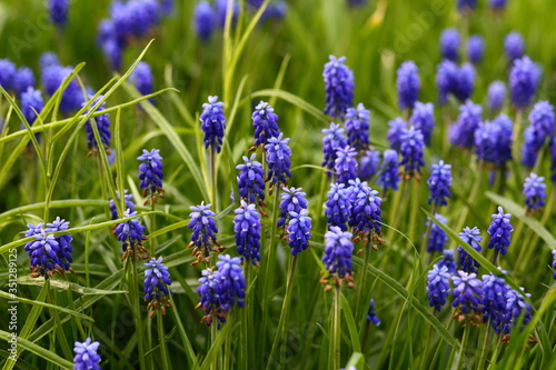 Beautiful blue muscari murine hyacinth flowers grow, bloom in garden in young green plants. Buds fade, dry, turn brown. Small bulbous plant Viper bow. Seed ripening. Dying beauty, flower faded closeup