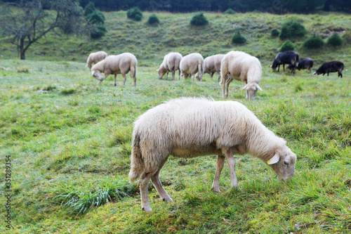 Sheeps grazing in Soca river valley, Slovenia