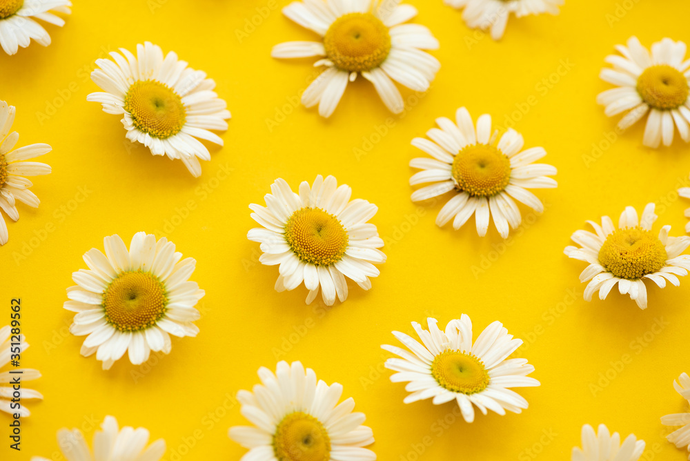 Daisy pattern. Summer chamomile flowers on yellow background. Flat lay. Top view.