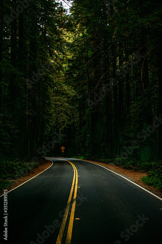 avenue of the giants redwood forest california