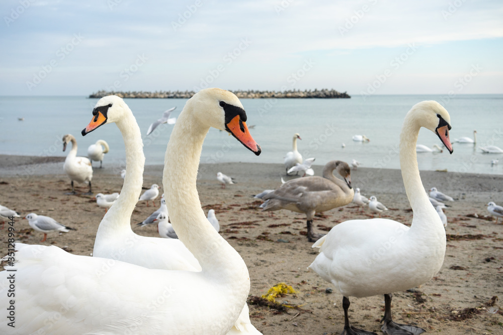 Obraz premium Flock of swans by the sea