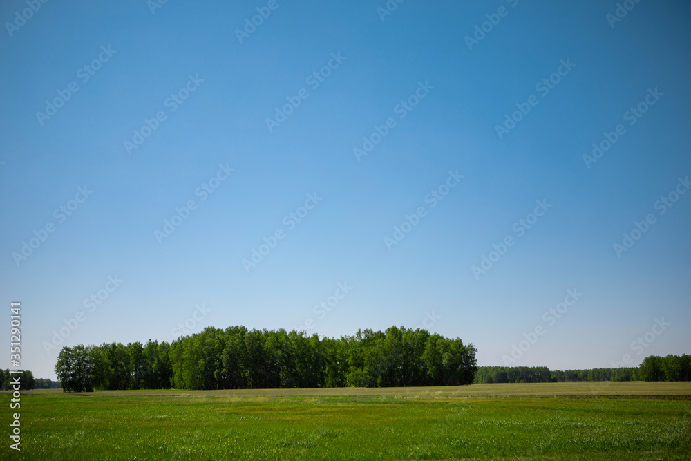 Green birch forest behind a field of grass against a blue sky. Open spaces of nature.