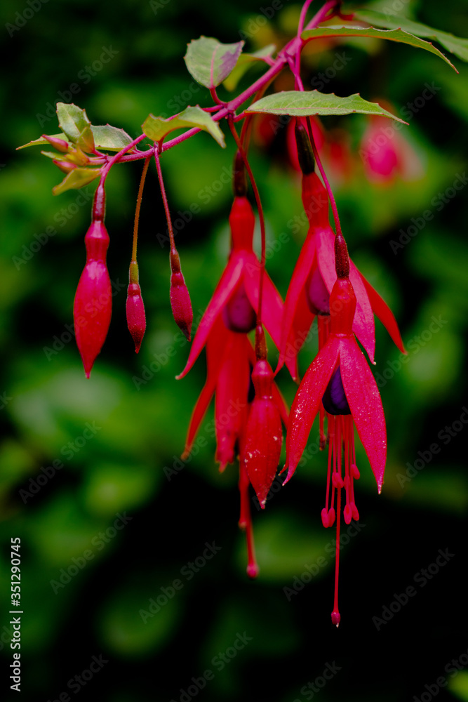 wild hummingbird fuchsia in oregon