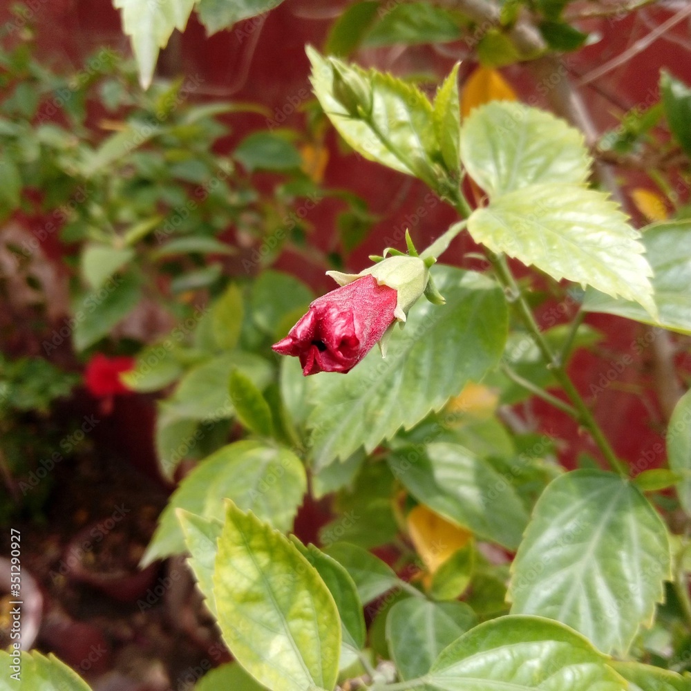Red hibiscus flower plant images, with green leafs background, in summer sunny light blooming flower with squers size Red hibiscus flower plant images, with green leafs background, in summer sunny light blooming flower with squers size