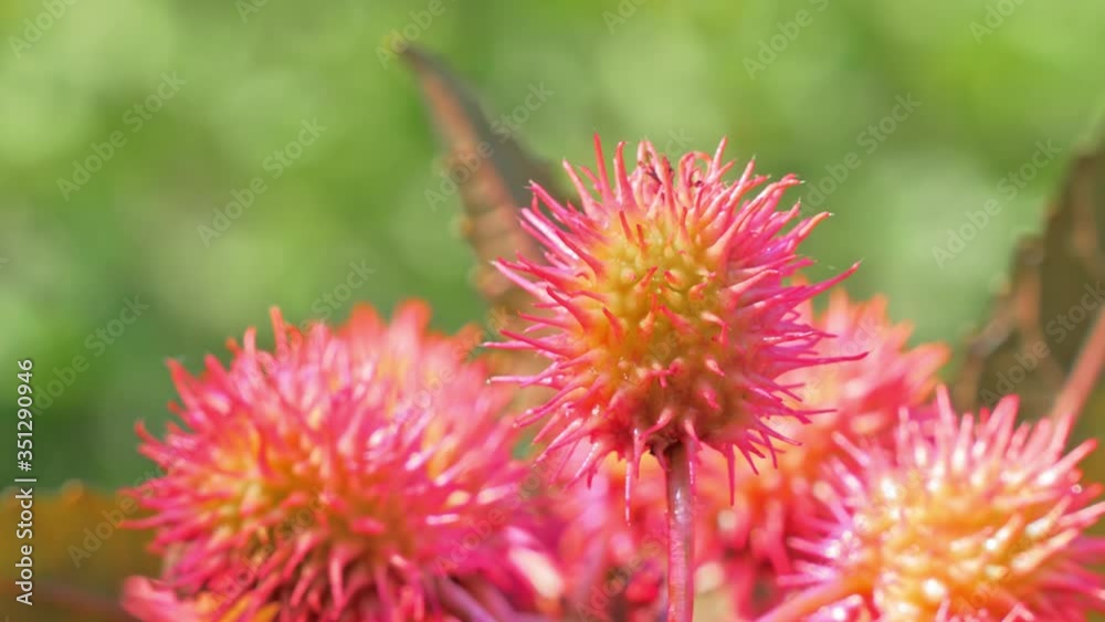 Castor oil plant with red prickly fruits. Ricinus communis, castor oil plant Castor oil plant with red prickly fruits. Ricinus communis, castor oil plant
