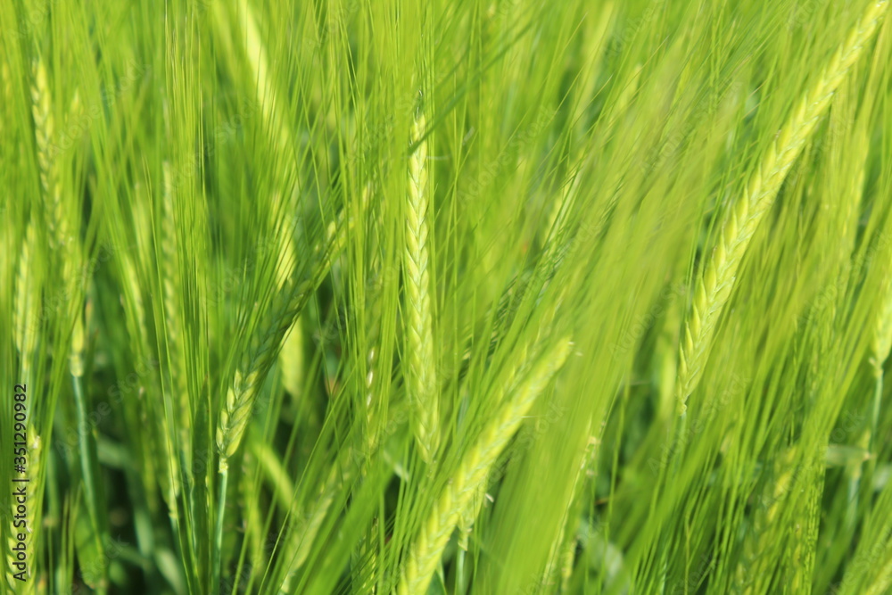 Spring: the barley (Hordeum vulgare) in the sunshine Spring: the barley (Hordeum vulgare) in the sunshine