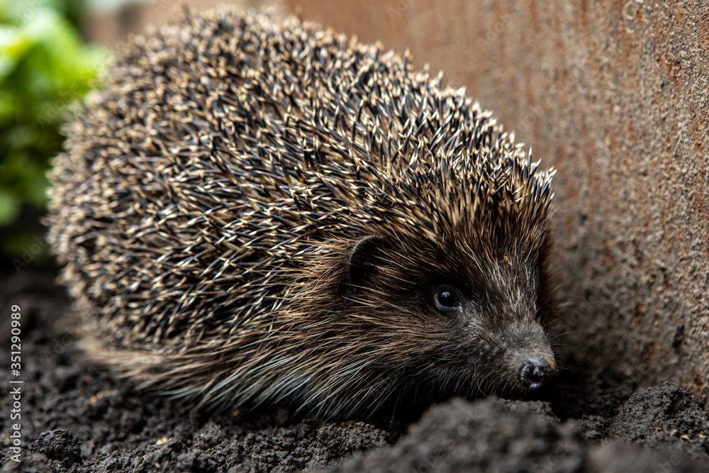 Fototapeta premium the hedgehog crawls near a metal fence. A wild animal in the home garden