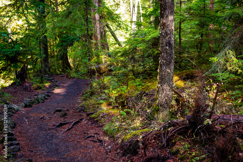 footpath in the oregon woods