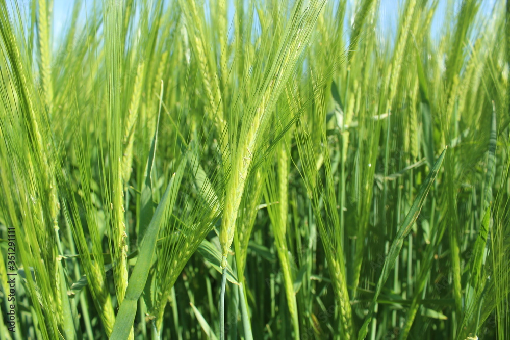 Spring: the barley (Hordeum vulgare) in the sunshine Spring: the barley (Hordeum vulgare) in the sunshine