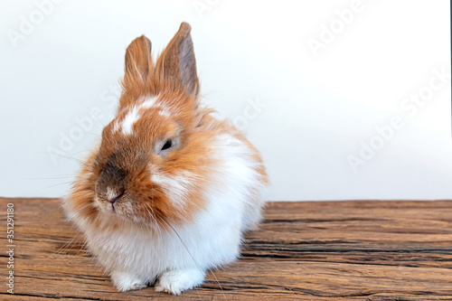 Lion Head rabbit closes narrow eyes and slowly falls asleep sitting on a wooden table.