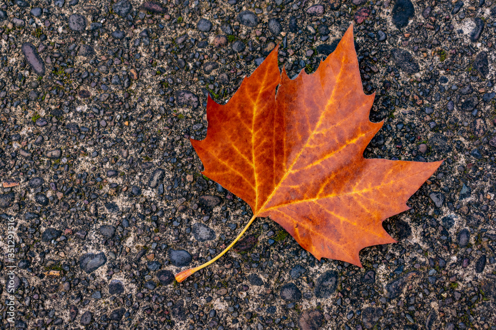 oregon sugar maple tree leaf on the concrete oregon sugar maple tree leaf on the concrete