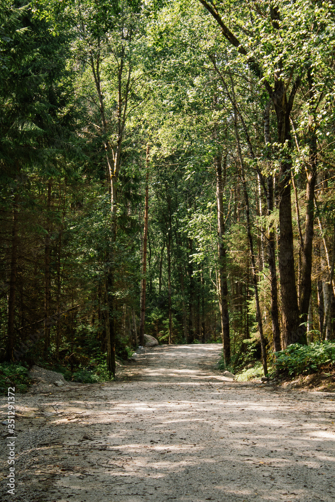 Forest path Forest path