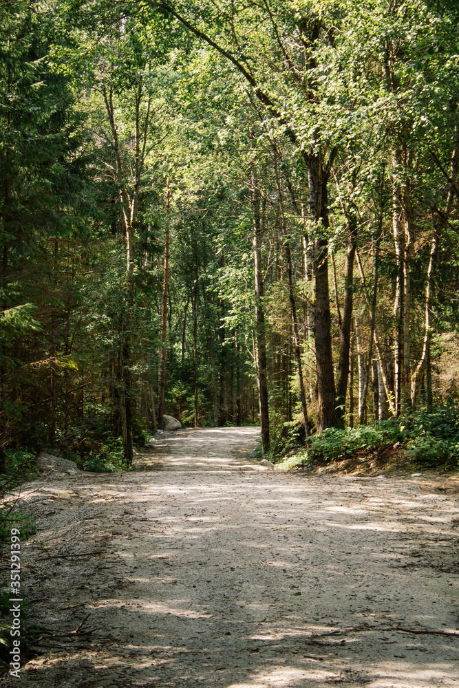 Fototapeta premium Forest path