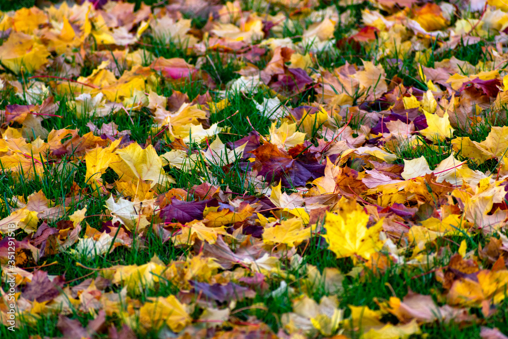 oregon sugar maple tree leaves in the grass 2 oregon sugar maple tree leaves in the grass 2